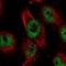 Kiaa0239 antibody, PA5-65974, Invitrogen Antibodies, Immunofluorescence image 