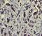 p65 antibody, 14-9864-82, Invitrogen Antibodies, Immunohistochemistry paraffin image 