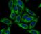 Sorting Nexin 1 antibody, NBP2-75670, Novus Biologicals, Immunofluorescence image 