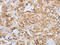 RAD54 Like 2 antibody, CSB-PA935079, Cusabio, Immunohistochemistry paraffin image 
