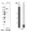 Tripartite Motif Containing 33 antibody, NBP1-83747, Novus Biologicals, Western Blot image 