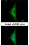 Keratin 20 antibody, PA5-22125, Invitrogen Antibodies, Immunofluorescence image 