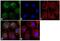 CUB Domain Containing Protein 1 antibody, 720234, Invitrogen Antibodies, Immunofluorescence image 