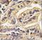 Colony Stimulating Factor 1 Receptor antibody, LS-C100250, Lifespan Biosciences, Immunohistochemistry paraffin image 