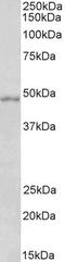 Hypocretin Receptor 1 antibody, LS-C55219, Lifespan Biosciences, Western Blot image 