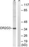 Olfactory Receptor Family 2 Subfamily G Member 3 antibody, TA315852, Origene, Western Blot image 