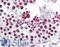 Activating Transcription Factor 6 antibody, LS-B2516, Lifespan Biosciences, Immunohistochemistry paraffin image 