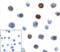 T Cell Immunoreceptor With Ig And ITIM Domains antibody, RF16051, ProSci, Immunocytochemistry image 