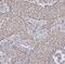 Gap Junction Protein Alpha 4 antibody, A05569, Boster Biological Technology, Immunohistochemistry paraffin image 