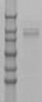 SRY-Box 6 antibody, TA354600, Origene, Western Blot image 