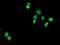 Homeobox C11 antibody, NBP2-00499, Novus Biologicals, Immunocytochemistry image 