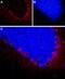 Neuropeptide Y Receptor Y2 antibody, PA5-77517, Invitrogen Antibodies, Immunohistochemistry frozen image 
