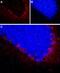 Neuropeptide Y Receptor Y2 antibody, PA5-77517, Invitrogen Antibodies, Immunohistochemistry frozen image 