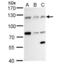 Alpha-adducin antibody, NBP2-15359, Novus Biologicals, Western Blot image 