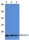 Kruppel Like Factor 10 antibody, A03419, Boster Biological Technology, Western Blot image 