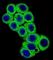 Delta Like Canonical Notch Ligand 3 antibody, abx026778, Abbexa, Western Blot image 