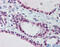 Far Upstream Element Binding Protein 3 antibody, 26-610, ProSci, Immunohistochemistry frozen image 