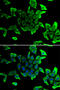 Sarcoglycan Delta antibody, 14-939, ProSci, Immunofluorescence image 