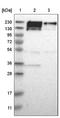 Poly(ADP-Ribose) Polymerase Family Member 4 antibody, NBP1-89232, Novus Biologicals, Western Blot image 