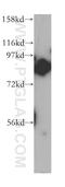 Tousled Like Kinase 2 antibody, 13979-1-AP, Proteintech Group, Western Blot image 