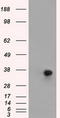 ERCC Excision Repair 1, Endonuclease Non-Catalytic Subunit antibody, TA501183AM, Origene, Western Blot image 