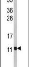 PHS antibody, PA5-26121, Invitrogen Antibodies, Western Blot image 