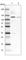 Zinc Finger Protein 598 antibody, HPA041760, Atlas Antibodies, Western Blot image 