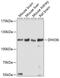 DEAH-Box Helicase 36 antibody, 19-542, ProSci, Western Blot image 