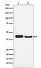 Autophagy Related 4A Cysteine Peptidase antibody, M06539, Boster Biological Technology, Western Blot image 