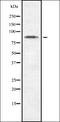 Cadherin 10 antibody, orb337137, Biorbyt, Western Blot image 
