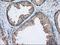 Tetratricopeptide Repeat Domain 32 antibody, NBP2-02691, Novus Biologicals, Immunohistochemistry paraffin image 
