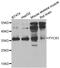 Pyrroline-5-Carboxylate Reductase 1 antibody, PA5-77077, Invitrogen Antibodies, Western Blot image 