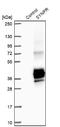 Synaptoporin antibody, NBP2-13405, Novus Biologicals, Western Blot image 