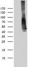 p53 antibody, TA802994S, Origene, Western Blot image 