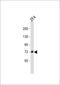 Delta-like protein C antibody, MBS9216227, MyBioSource, Western Blot image 