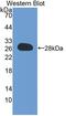 DnaJ Heat Shock Protein Family (Hsp40) Member C12 antibody, abx129206, Abbexa, Western Blot image 