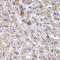 Golgi Membrane Protein 1 antibody, STJ114458, St John