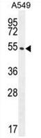 Circadian Associated Repressor Of Transcription antibody, AP50549PU-N, Origene, Western Blot image 