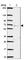 Septin 10 antibody, HPA056304, Atlas Antibodies, Western Blot image 