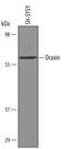 Dorsal Inhibitory Axon Guidance Protein antibody, PA5-48097, Invitrogen Antibodies, Western Blot image 