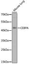 CCAAT Enhancer Binding Protein Alpha antibody, 13-318, ProSci, Western Blot image 