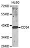 CD34 antibody, LS-C192664, Lifespan Biosciences, Western Blot image 