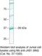 COP9 Signalosome Subunit 5 antibody, 37-1500, Invitrogen Antibodies, Western Blot image 