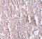 Solute Carrier Family 39 Member 5 antibody, PA5-21070, Invitrogen Antibodies, Immunohistochemistry paraffin image 