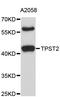Tyrosylprotein Sulfotransferase 2 antibody, STJ26574, St John