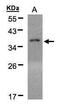 Eukaryotic Translation Initiation Factor 2 Subunit Alpha antibody, PA5-27366, Invitrogen Antibodies, Western Blot image 