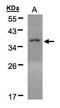 Eukaryotic translation initiation factor 2 subunit 1 antibody, PA5-27366, Invitrogen Antibodies, Western Blot image 