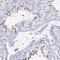 Sperm Acrosome Associated 1 antibody, NBP2-38506, Novus Biologicals, Immunohistochemistry frozen image 