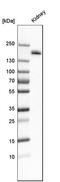 Podocalyxin Like antibody, HPA002110, Atlas Antibodies, Western Blot image 