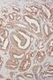 TNF Alpha Induced Protein 8 Like 3 antibody, LS-C313352, Lifespan Biosciences, Immunohistochemistry frozen image 